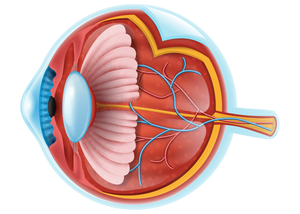 Eye-anatomy-details-vector-PNG